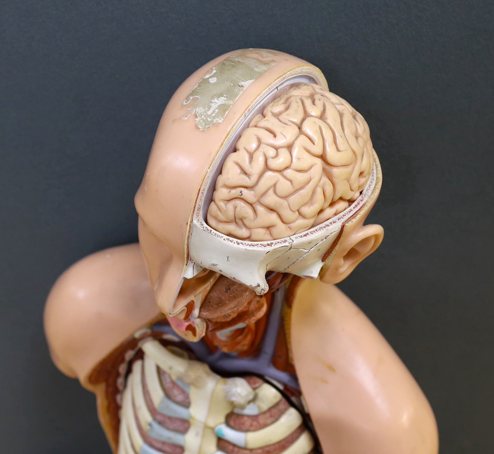 A 1960s medical school educational plastic anatomical model, with removable internal organs and cross-sections of skeleton, arterial system, muscular structures, etc. 84cm high